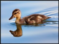 Ducks65