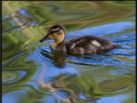 Ducks66