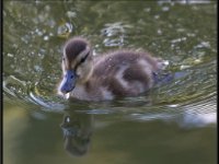 Ducks67
