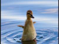Ducks68