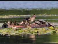 Ducks71