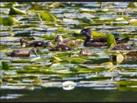 Ducks72