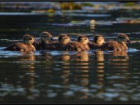 Ducks73