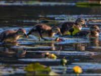 Ducks74