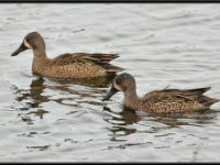 Ducks76