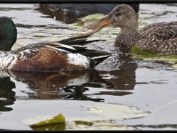Ducks77