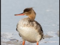Ducks79