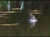 Ducks8