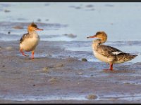 Ducks80