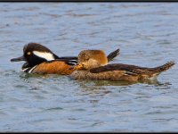 Ducks82