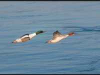 Ducks83