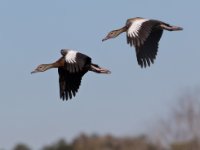 Ducks84