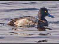 Ducks85