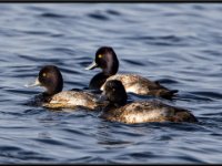Ducks86