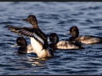 Ducks87