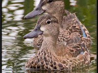 Ducks88