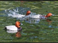 Ducks89