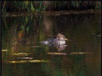 Ducks9