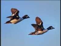 Ducks90