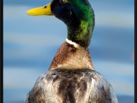 Ducks91