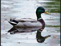 Ducks92