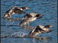 Ducks