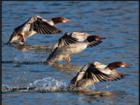 Ducks