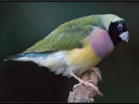 Exotic Birds