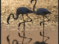 Flamingos11
