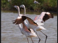 Flamingos13