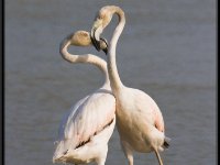 Flamingos15