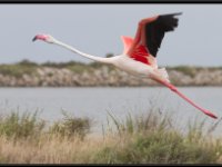 Flamingos2