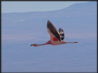 Flamingos24