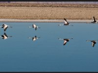 Flamingos27