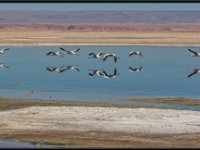 Flamingos28