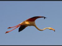 Flamingos7