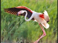 Flamingos8