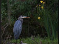 Herons10
