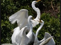 Herons100
