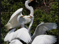 Herons101