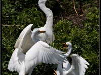 Herons102