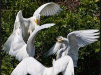 Herons103