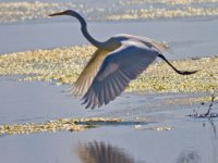 Herons11