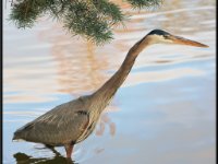 Herons12