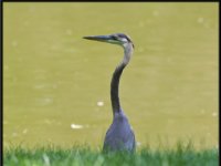 Herons13