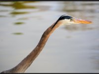 Herons14