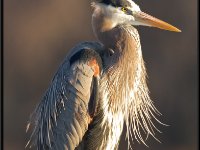 Herons15