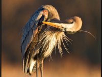 Herons16