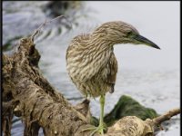 Herons17