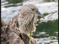 Herons18